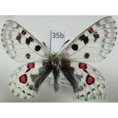Parnassius epaphus subsp. beiki Bryk & Eisner, 1932 China35b